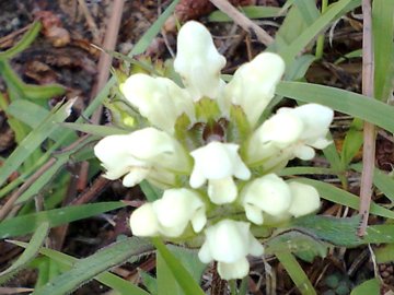 Prunella laciniata